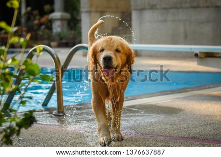 Golden Retriever (Dog) Shaking Water by Swimming Pool Royalty-Free Stock Photo #1376637887