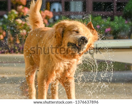 Golden Retriever (Dog) Shaking Water by Swimming Pool Royalty-Free Stock Photo #1376637896