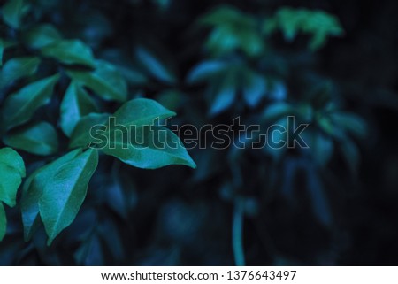 Moonlight shines on green leaf at night. Green leaves Tropical garden for pattern background, Dark color Flat lay backdrop nature for input text.