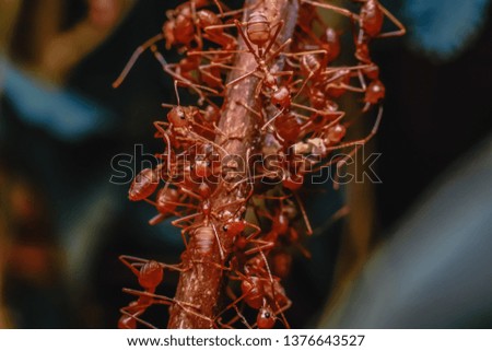 Red ant group in the garden during the daytime. They are walking patrols to find food and protect their nest.
