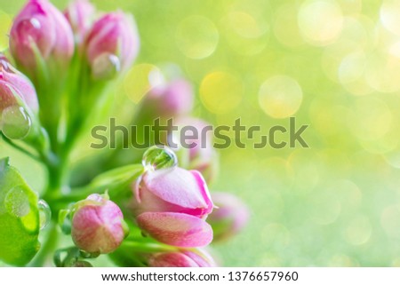 Small pink buds in the form of a bouquet on a golden green background with a beautiful bokeh. Very bright photo in warm colors.