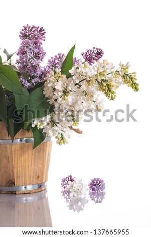 blooming spring lilac on a white background