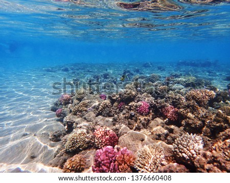 coral reef in egypt as nice natural landscape