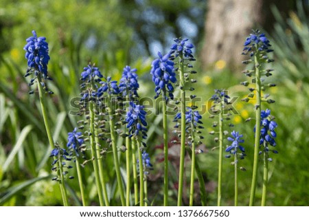 Bluebells with green background , worm's eye view of bluebells in sunlight with blurred background