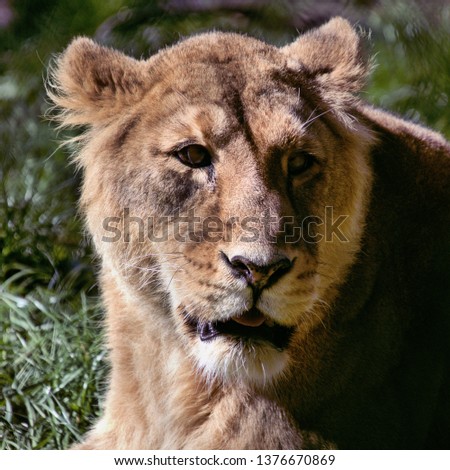 A picture of the head of a Lioness