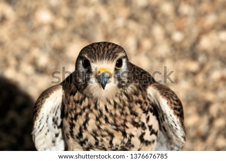 A picture of a Kestrel