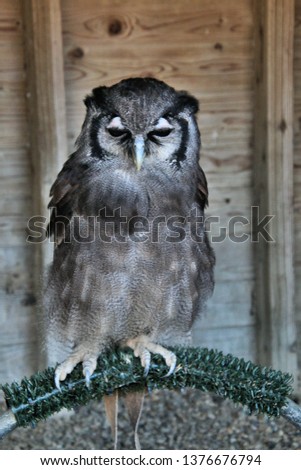 A picture of an Owl