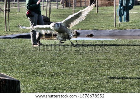 A picture of a Snowy Owl in flight
