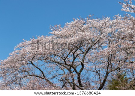 Cherry Blossoms in Izumi Nature Park, Wakaba Ward, Chiba City, Chiba Prefecture, Japan