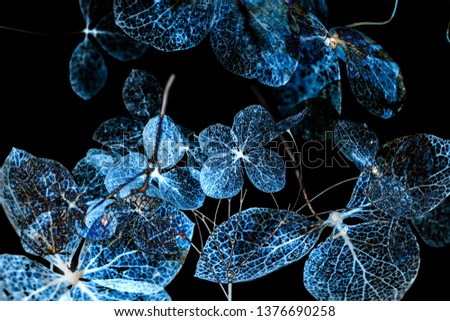dry flowers close up in the detail isolated on a black background