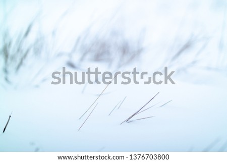 dry stems of plants break through the snow