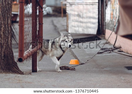 Husky breed dog on guard
