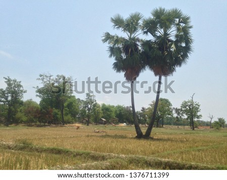 Palm trees in the fields