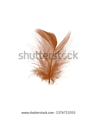 Beautiful brown feather floating in air isolated on black background