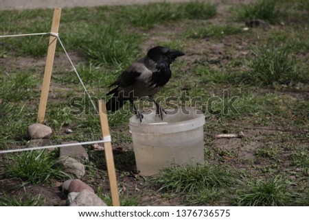 crow drinking water from a bucket