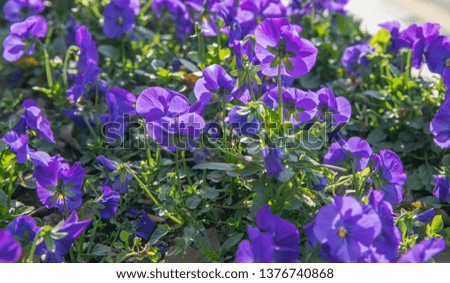 Purple pansy image
