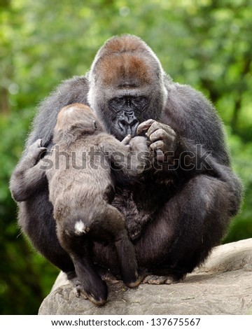 Female gorilla caring for young