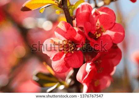 blooming Japanese plum flowers in spring time close up view - Image 