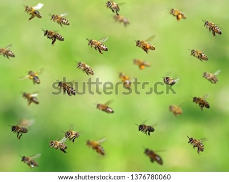 macro shot of flying bee swarm after collecting pollen in spring on green bokeh Royalty-Free Stock Photo #1376780060