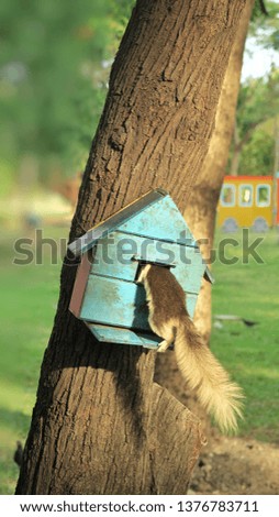 The small squirrel is looking for the food to eat in the blue birdhouse on the tree in the park.