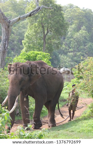 Asina elephant in niligiris forest india ooty