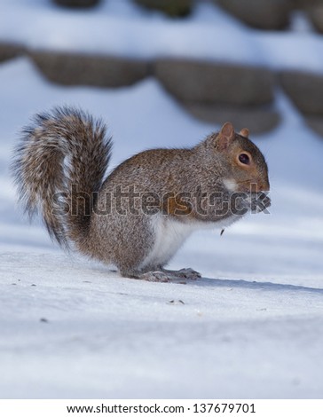 Tree squirrel standing on ice looking down hill