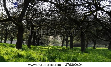 mystical trees in the countryside Royalty-Free Stock Photo #1376800604