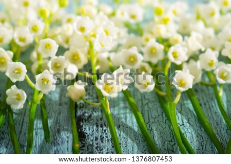 Lily of the valley flowers on cracked blue wood table background