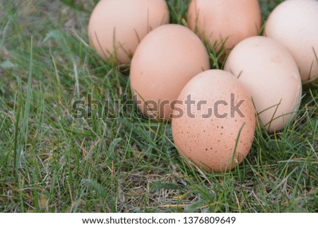 Fresh brown eggs lying on a green grass field - closeup on free range organic eggs on green lawn with space for text or other elements