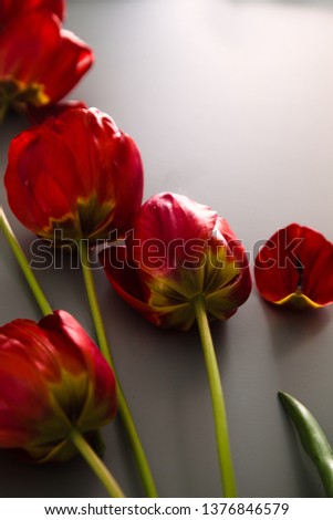 Red Tulips on table. Spring Easter flowers.