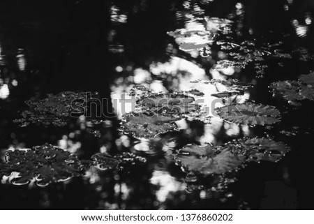 Black and white lotus leaves on water