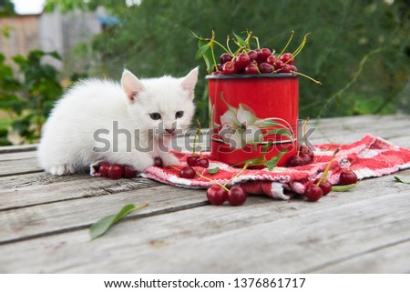 A cup of cherries and a kitten on a gray wooden table. Fresh, red, juicy berries from the garden. 