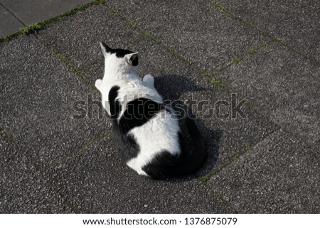 Black and white patterned cat