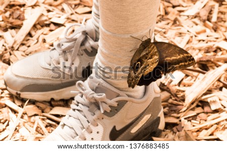 Butterfly owl. Caligo Hübner. Dark butterfly Brown krill with a dark circle and light border. Big Brown Butterfly on child`s sneakers
