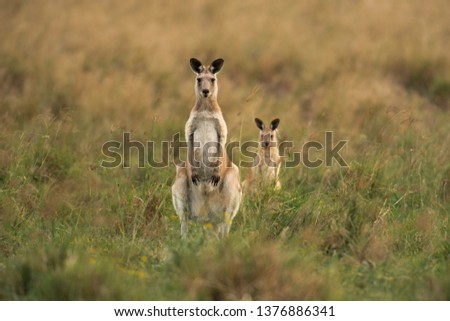 Australian kangaroos outdoors during the day in a country field.
