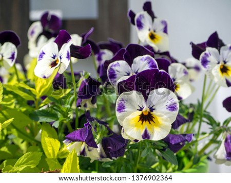 close up of blue pansy flowers or pansies blooming in the garden. close-up of blooming spring flowers. season of flowering pansies. pansy blooming in the spring. 