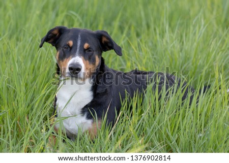 Appenzeller mountain dog sitting in the grass outdoors