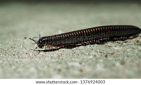 Portuguese millipede, is a herbivorous millipede native to the southern Iberian Peninsula where it shares its range with other Ommatoiulus species Royalty-Free Stock Photo #1376924003