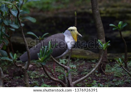 TRULEK BIRDS. Rare birds that only exist (endemic) on Java. 