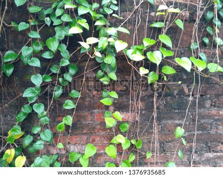Green plants that propagate on the wall. Tree propagate on the wall. Green betel leaf in the garden. Green leaf background.
