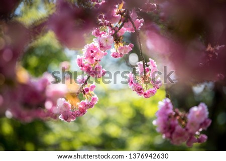 Close up picture of pink blooming cherry blossoms, copy space. 