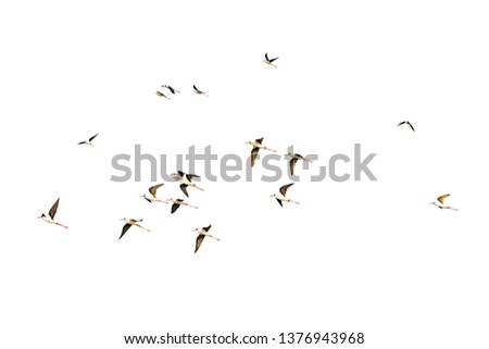 Isolated Flocks of birds flying on a white background with clipping path.