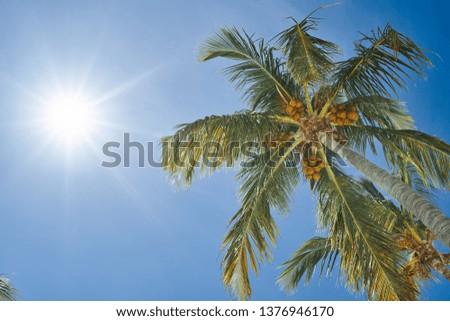 Coconut palms blue sky sun rest in holiday tourism