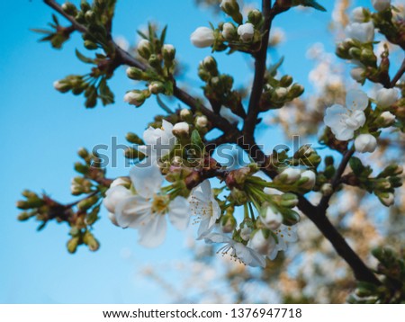 Beginning Of Spring Blooming Cherry Buds Blue Sky Fruit Tree