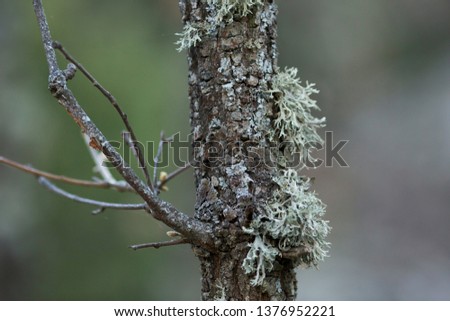 Moss in a tree in Madrid