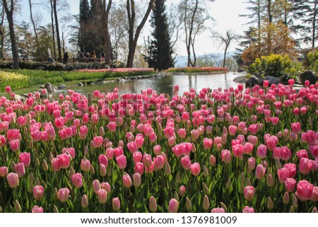 Colorful tulips in Emirgan park in Istanbul