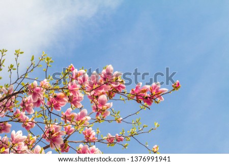 Pink magnolia tree blossom against blue sky.