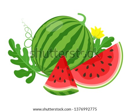 Watermelon and juicy slices, green leaves and yellow watermelon flower vector illustration in flat design. Summer food concept illustration isolated on white background. Royalty-Free Stock Photo #1376992775