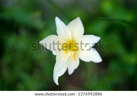 Tropical garden of Asia with variety beautiful flower under the sun