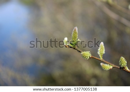 Spring: the willow blooms on a bog lake